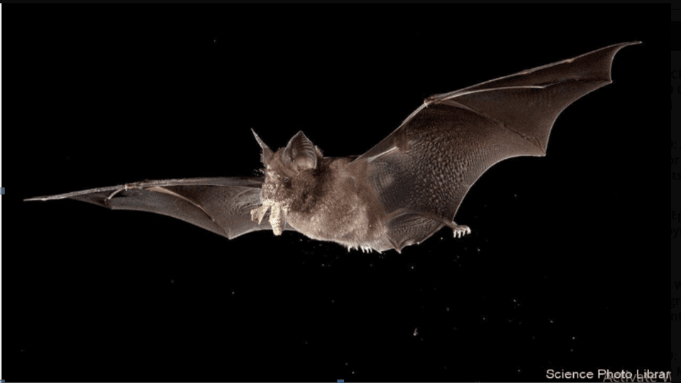 What influences spillover of viruses from birds and animals to humans?