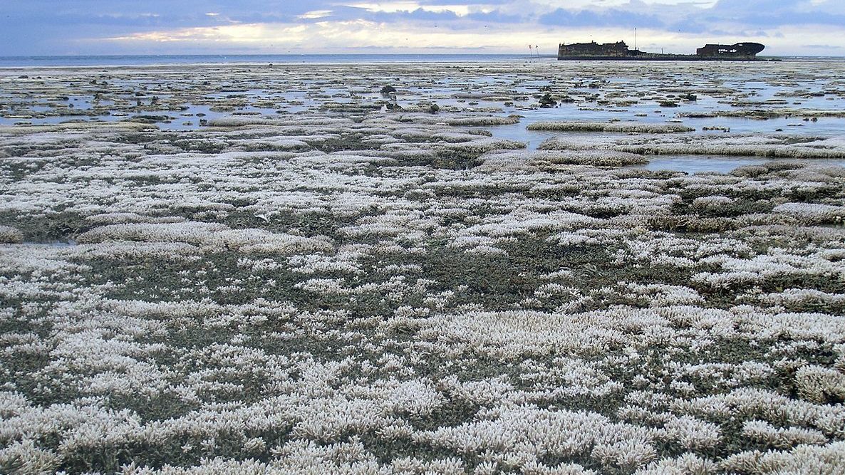 You don’t want to imagine an ocean without coral reefs – but you might have to