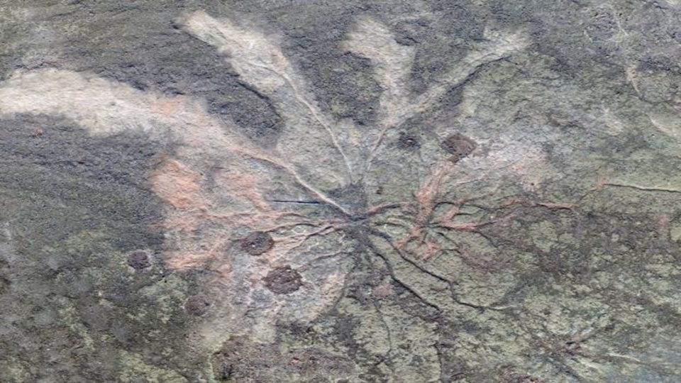 Earth’s forests could be 385 million years old