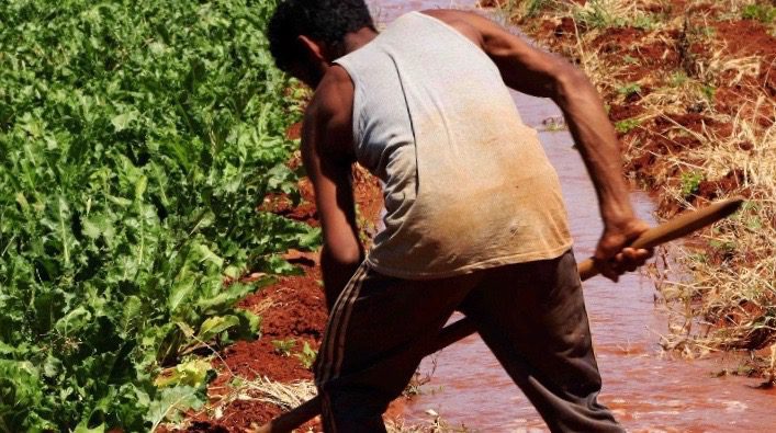 FAO food security report