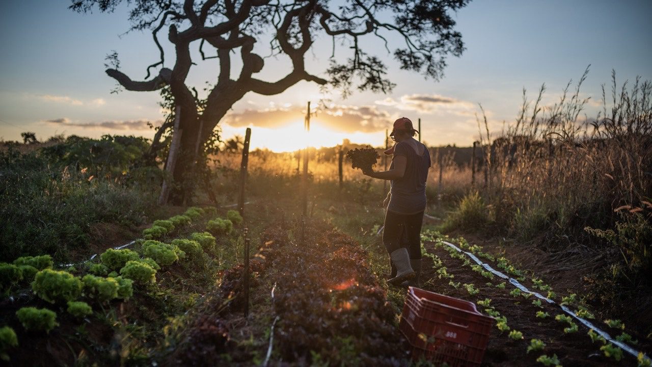 Latin America and the Caribbean is the region where hunger has grown the most in the world, says the UN