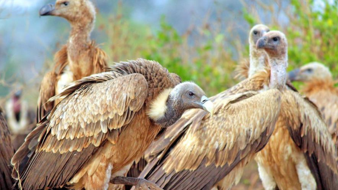Studies say birds with distinctive features at higher risk of extinction