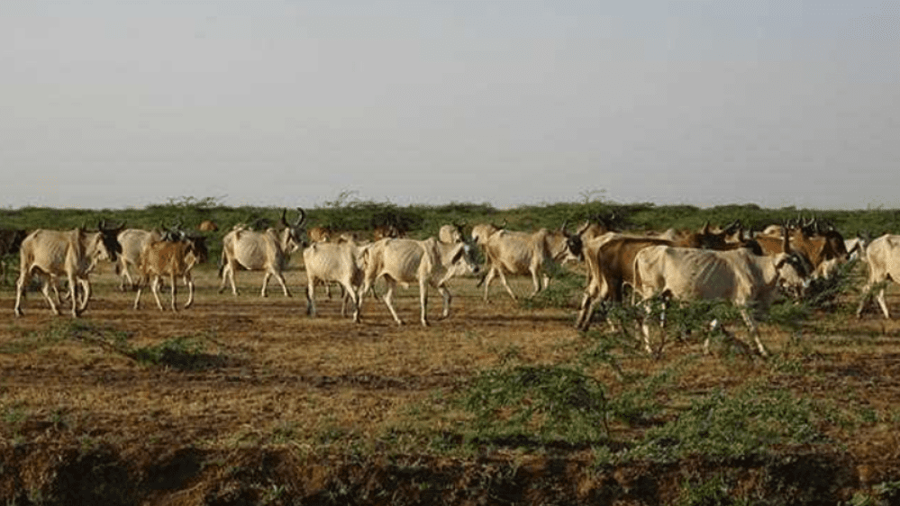 Was Lumpy Skin Disease among India’s cattle preventable?
