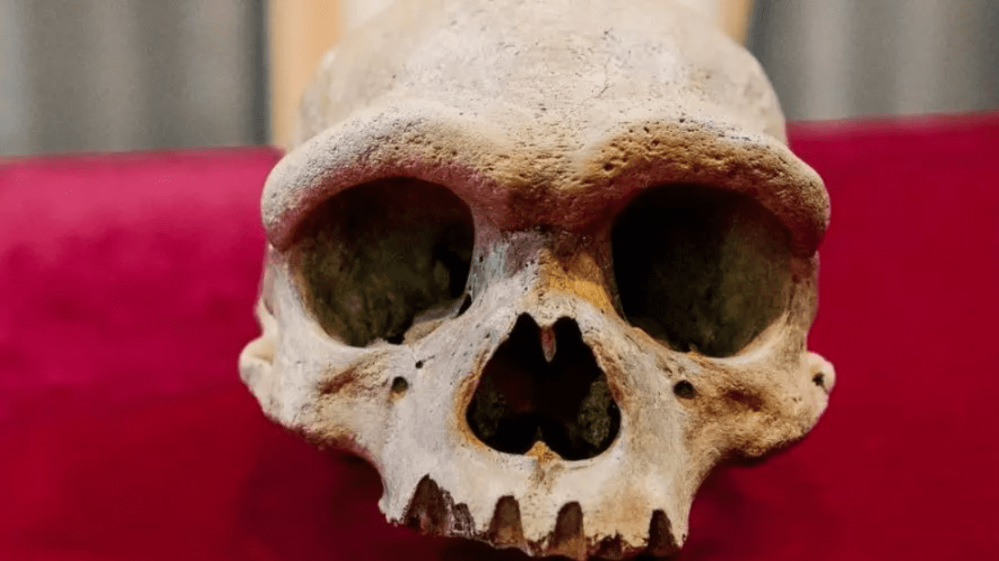 China’s ‘Dragon Man’ skull may be from a Denisovan or a new human species