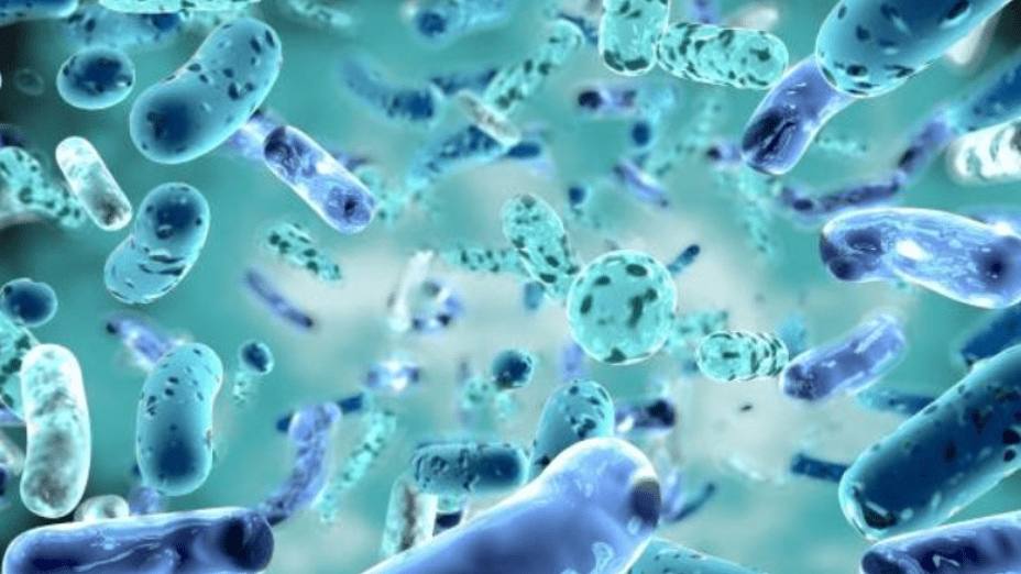 33 bacteria alone accounted for 7.7 million deaths in 2019, finds study