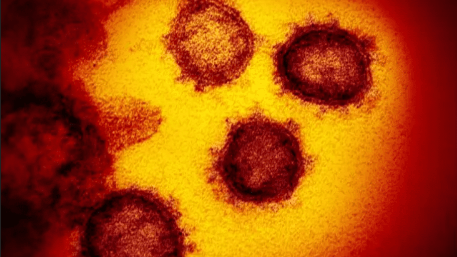 COVID-19: Study suggests immunity against SARS-CoV-2 could last for six months