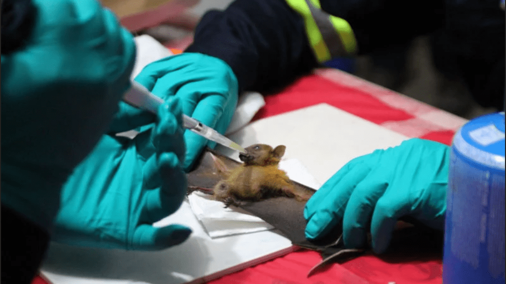 New study shows how SARS-CoV-2 made its journey from bats to humans