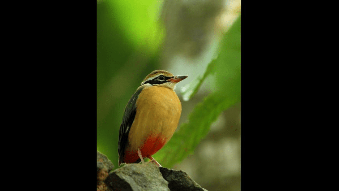 Climate change, habitat loss and over-exploitation are triggering decline of global bird population