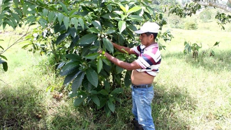 Assassination of Indigenous leader Domingo Choc sparks outrage