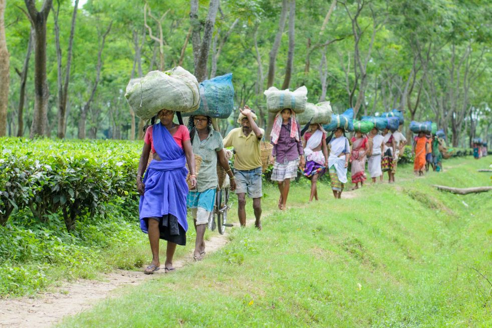 Tea workers strike