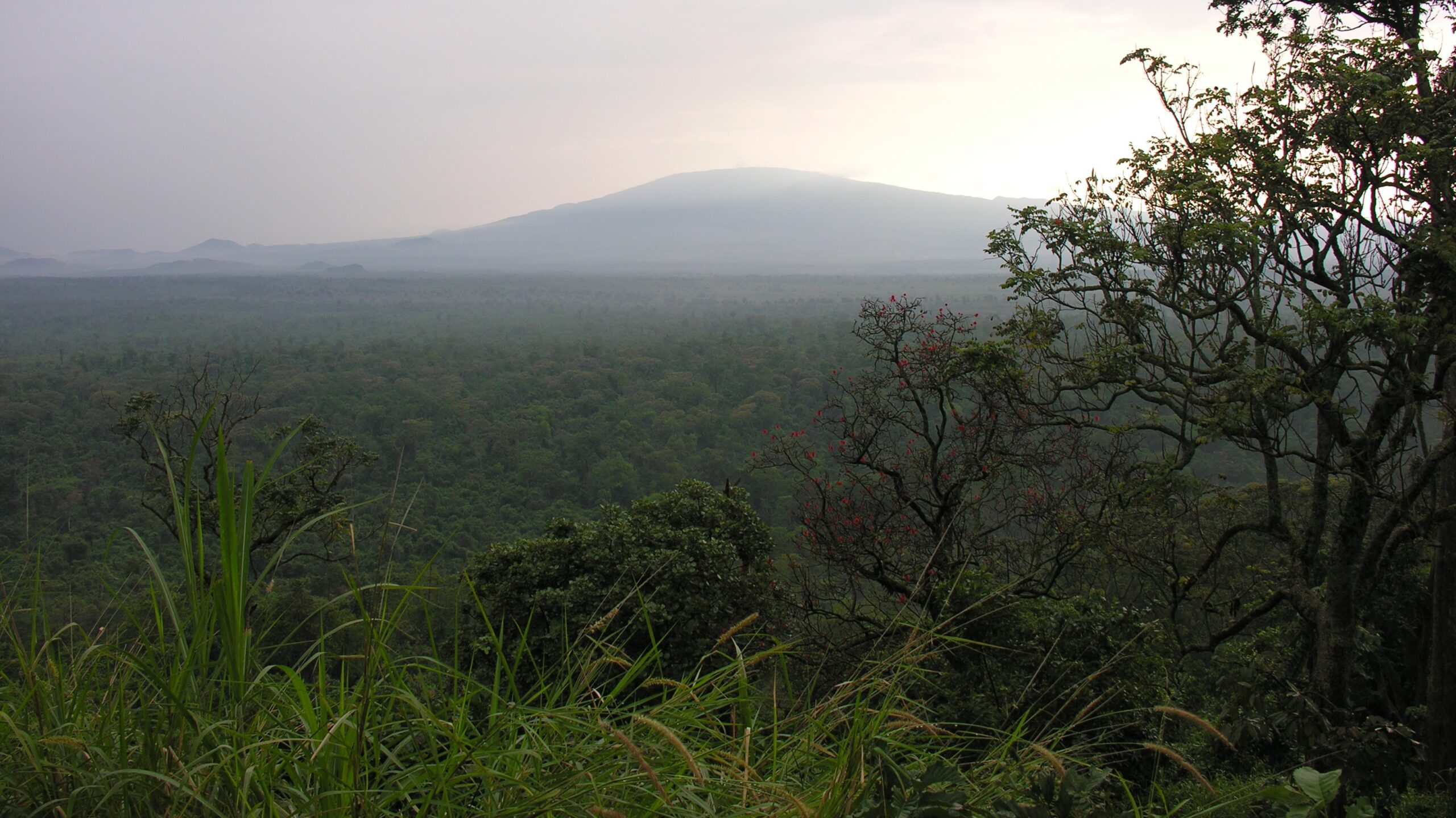 Trees and mountains