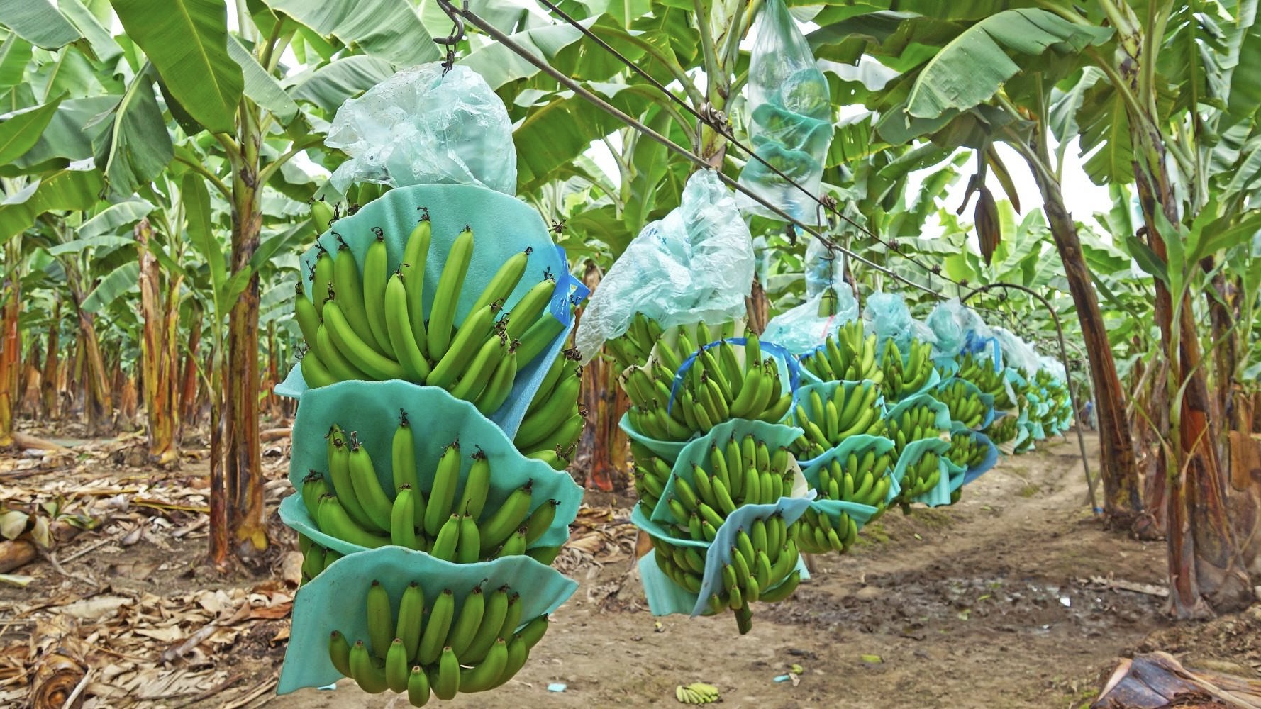 The banana road from South America to China
