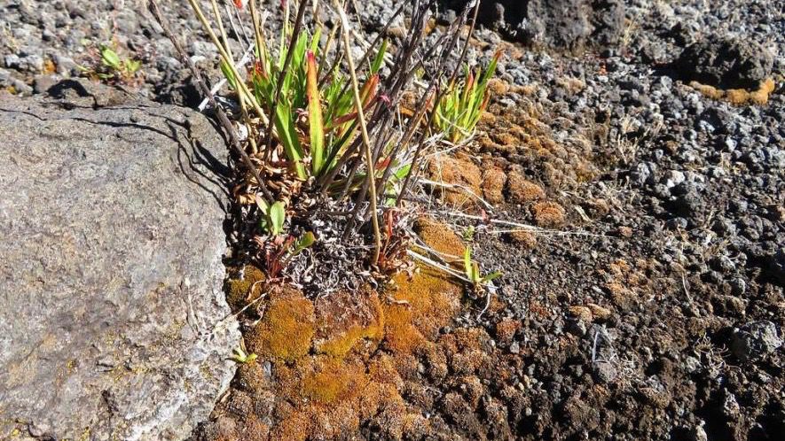 Biocrusts climate change