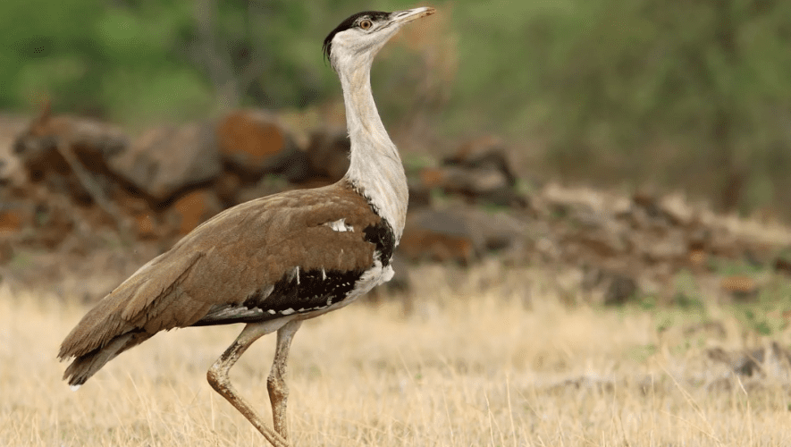 Is it too late to save the Great Indian Bustard?