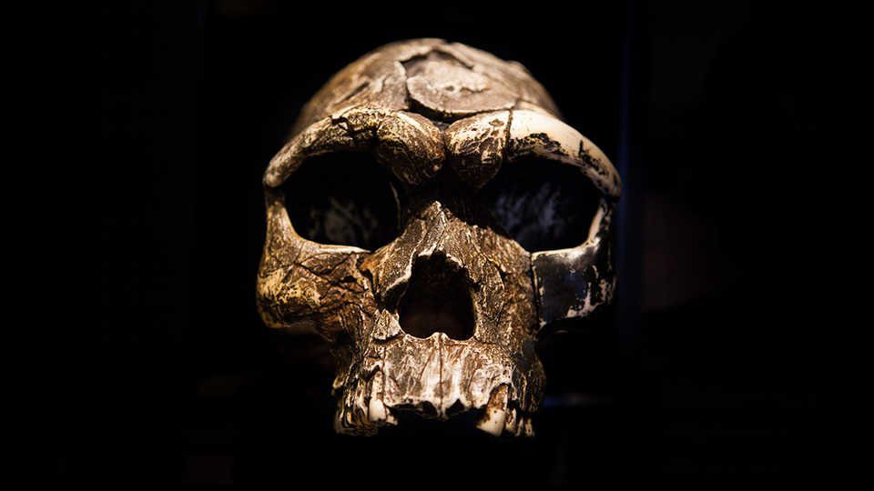 Ghost Population’ of archaic humans.