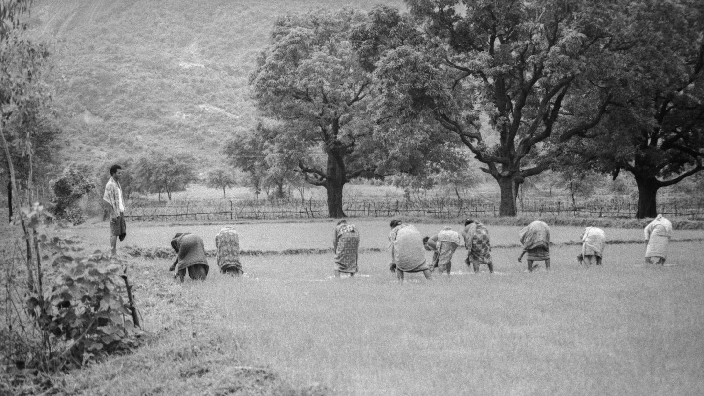 Neoliberal discourse on land harms livelihoods and environmental security: Oakland Institute report