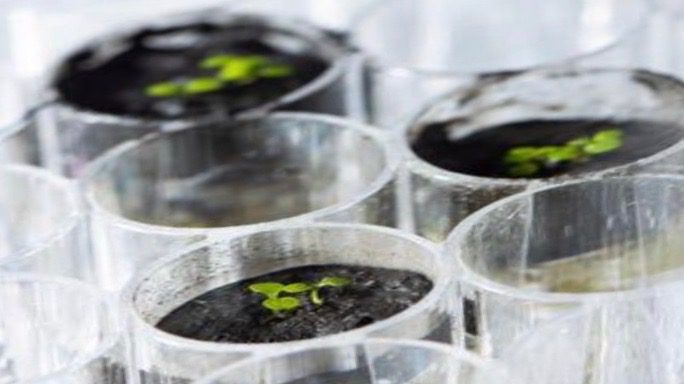 Plants grown on Moon soil
