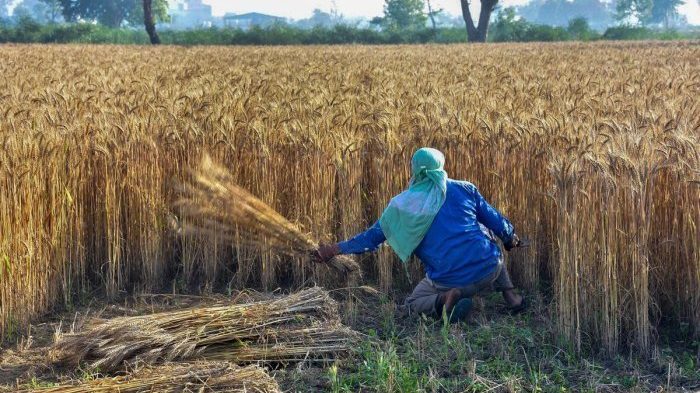 Record harvest, record stocks: Yet, why are India’s people hungry?