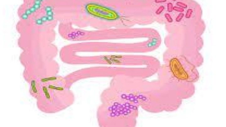 Human microbiome