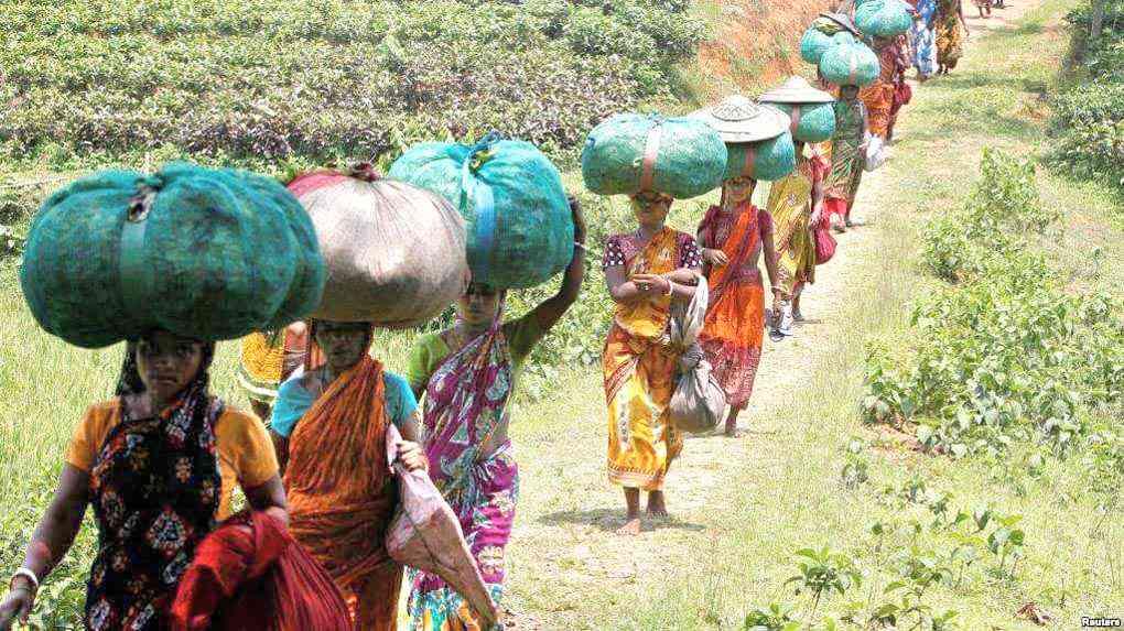 Tea workers in West Bengal to hold united rally