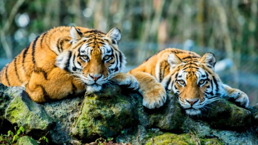 Genetic Mutation and Ageing