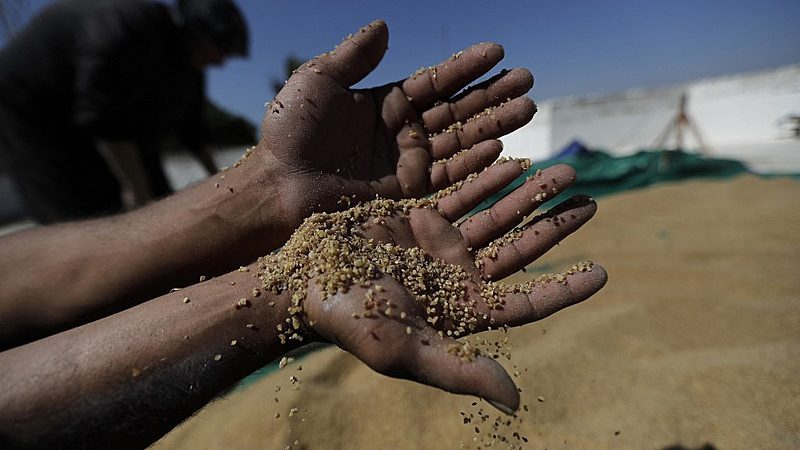 Conflict between Russia and Ukraine may lead to global wheat shortage