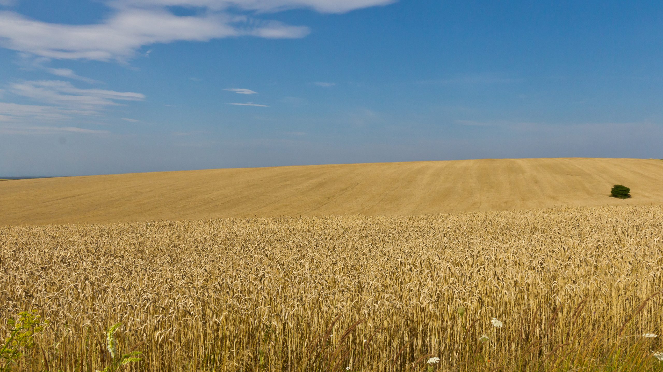 World hunger and the war in Ukraine