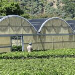 Agriculture in Sicily.
