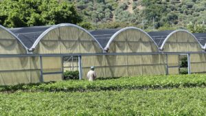 Agriculture in Sicily.