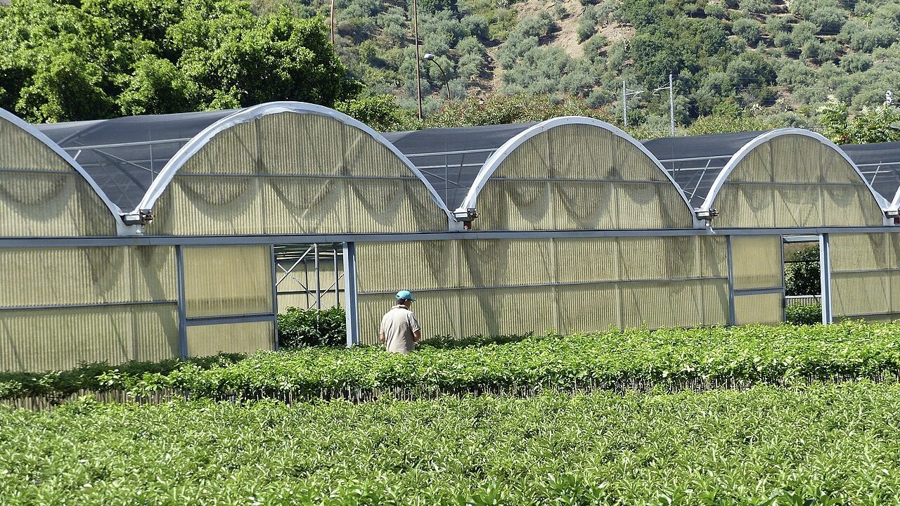 Agriculture in Sicily.