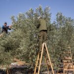 Palestinian_farmers_harvesting_olives_November_2015
