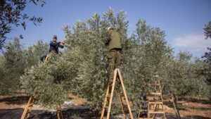 Palestinian_farmers_harvesting_olives_November_2015