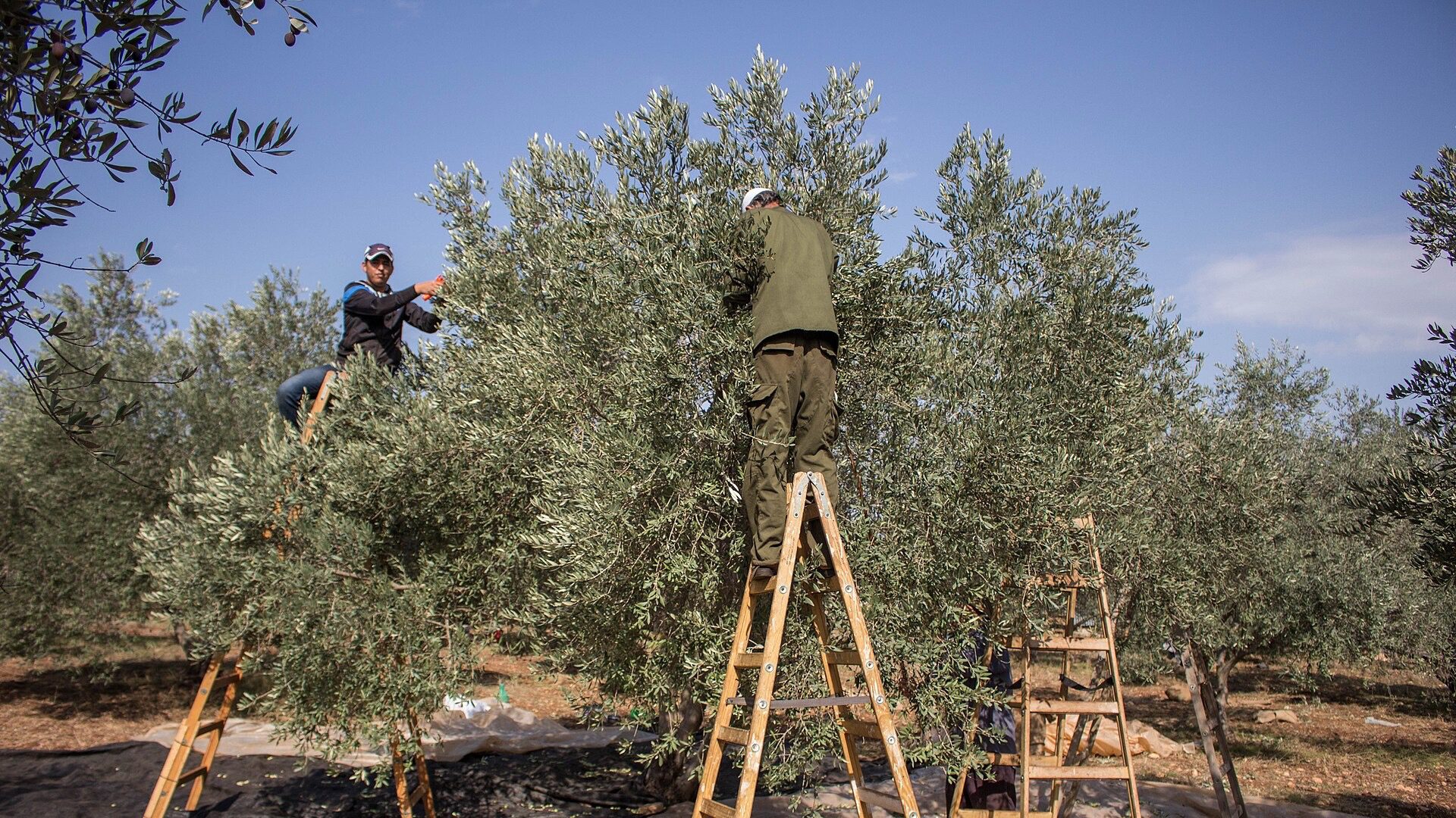 Palestinian_farmers_harvesting_olives_November_2015